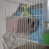 یک جفت مرغ عشق ویک جفت فنچ