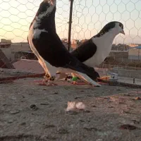 جفتی|پرنده|سبزوار, کهنه آب|دیوار