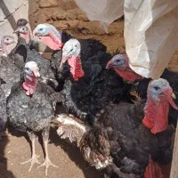 بوقلمون نر ۵ عدد