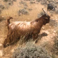 کهره نر