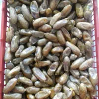 خرما مخصوص دوشاب