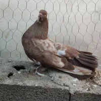 دمچتری آمریکایی