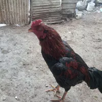 سلام این خروس ازلانه من دزدیده شد