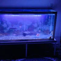 آکواریوم|ماهی|مشهد, رضاییه|دیوار