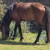 اسب نریان کاسپین (خزر)4ب5