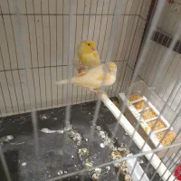 قناری|پرنده|یزد, |دیوار