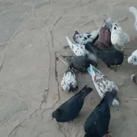 پرنده|پرنده|دماوند, دماوند|دیوار