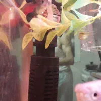 اکواریوم|ماهی|تهران, وحیدیه|دیوار