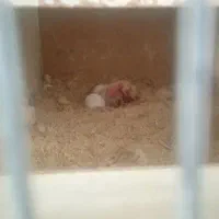 عروس هلندی مولد لوتینو|پرنده|چهارباغ, |دیوار