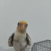 عروس هلندی نر سخن گو
