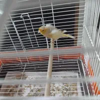 قناری نر جوان معاوضه با لوازم اکواریوم ابنوس|پرنده|کرج, کمال‌شهر|دیوار