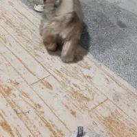 سگ خانگی خارجی|سگ|نالوس, |دیوار