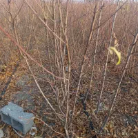 نهالستان برتر و با کیفیت شهر نهال