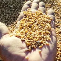 گندم چمران۲|عمدهفروشی|رامشیر, |دیوار