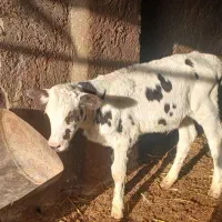 سلام گوساله نر وماده شیر وازد