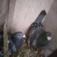 سبز پولکی جفت