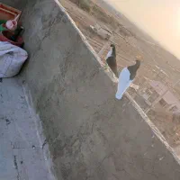 کفتر خوشرنگ|پرنده|قزوین, |دیوار