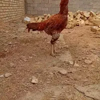 خروس