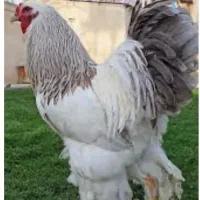 خروس برهمایی اصیل