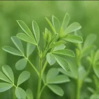 یونجه