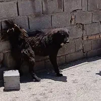 واگذاری سگ قدریجانی