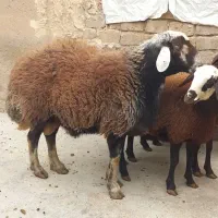 بره نر وماده|حیوانات مزرعه|فامنین, |دیوار