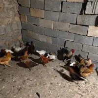 مرغ باروک و جوجه|حیوانات مزرعه|یاسوج, |دیوار