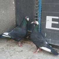 کفتر کرمانی|پرنده|بیرجند, |دیوار