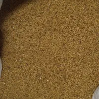 بذر یونجه اصل دیزجدیز