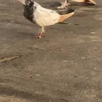 ۲عدد جوجه