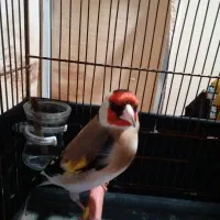 سهره بهاره دوخال