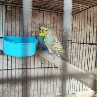 مرغ عشق رینبو|پرنده|اردبیل, |دیوار