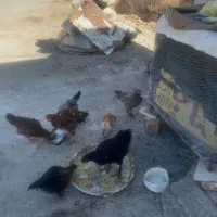 وار و خروس ۵ ماه
