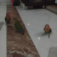 طوطی برزیلی