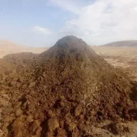 کود گاوی کهنه
