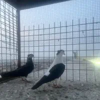 کفتر یا کبوتر