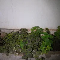 گل حسن یوسف و شمعدانی و ...