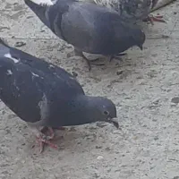 سلام تعداد ۳۰ عدد کبوتر یکجا بفروش میرسد|پرنده|قم, انسجام|دیوار