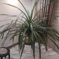 گل دومتری زیبا