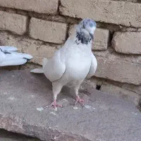 کبوتر ماده کله ای پرشی