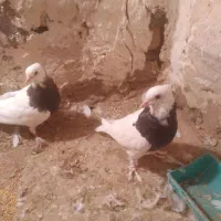 سلام چنتا طوقی فروشی نر ماده|پرنده|ملک‌آباد, |دیوار