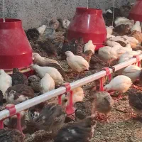 کود پایان دوره