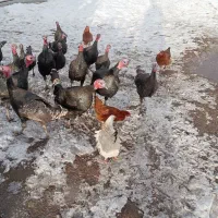 بوقلمون محلی|حیوانات مزرعه|سیلوانه, |دیوار