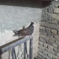 چنتا کبوتر|حیوانات|اشترینان, |دیوار