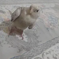 جوجه عروس هلندی نر تازه دونخور|پرنده|کرج, حسین‌آباد|دیوار
