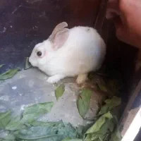 خرگوش لوطین