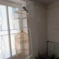 عروس هلندی همرا ه با قفس پایدار طلایی