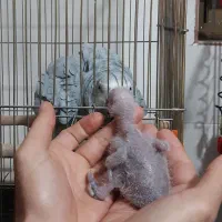 جوجه کاسکو۱۰ روزه کنگو