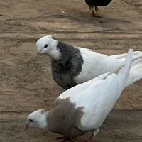 کفتر پرشی ۱۰ عدد یکجایی
