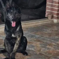 سگ ژرمن ماده دوچرخه قدیمی سالم